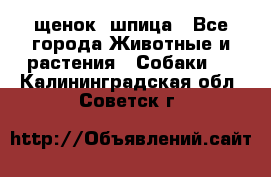 щенок  шпица - Все города Животные и растения » Собаки   . Калининградская обл.,Советск г.